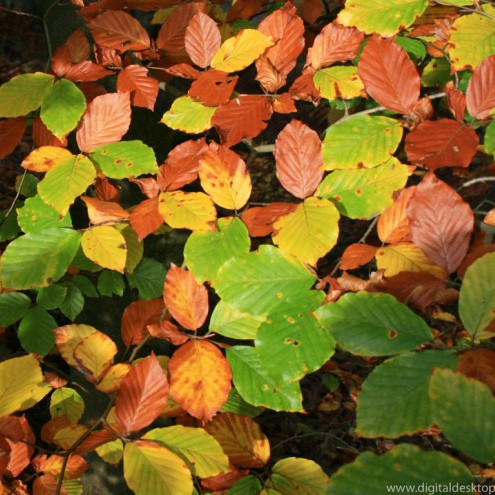 Opnar kennslustundir fyrir foreldra