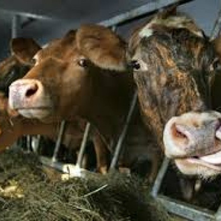 Bændadagur skólans