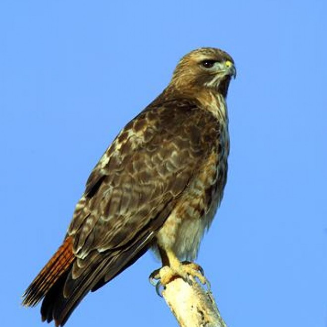 Fátt fer framhjá vökulum augum fréttahauka