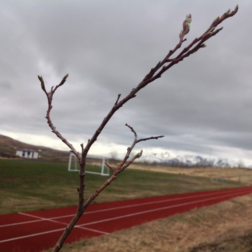 Nemendur hafa fylgst með breytingum á gróðrinum