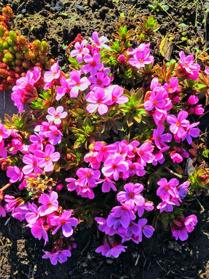 Skólabyrjun í Þelamerkuskóla