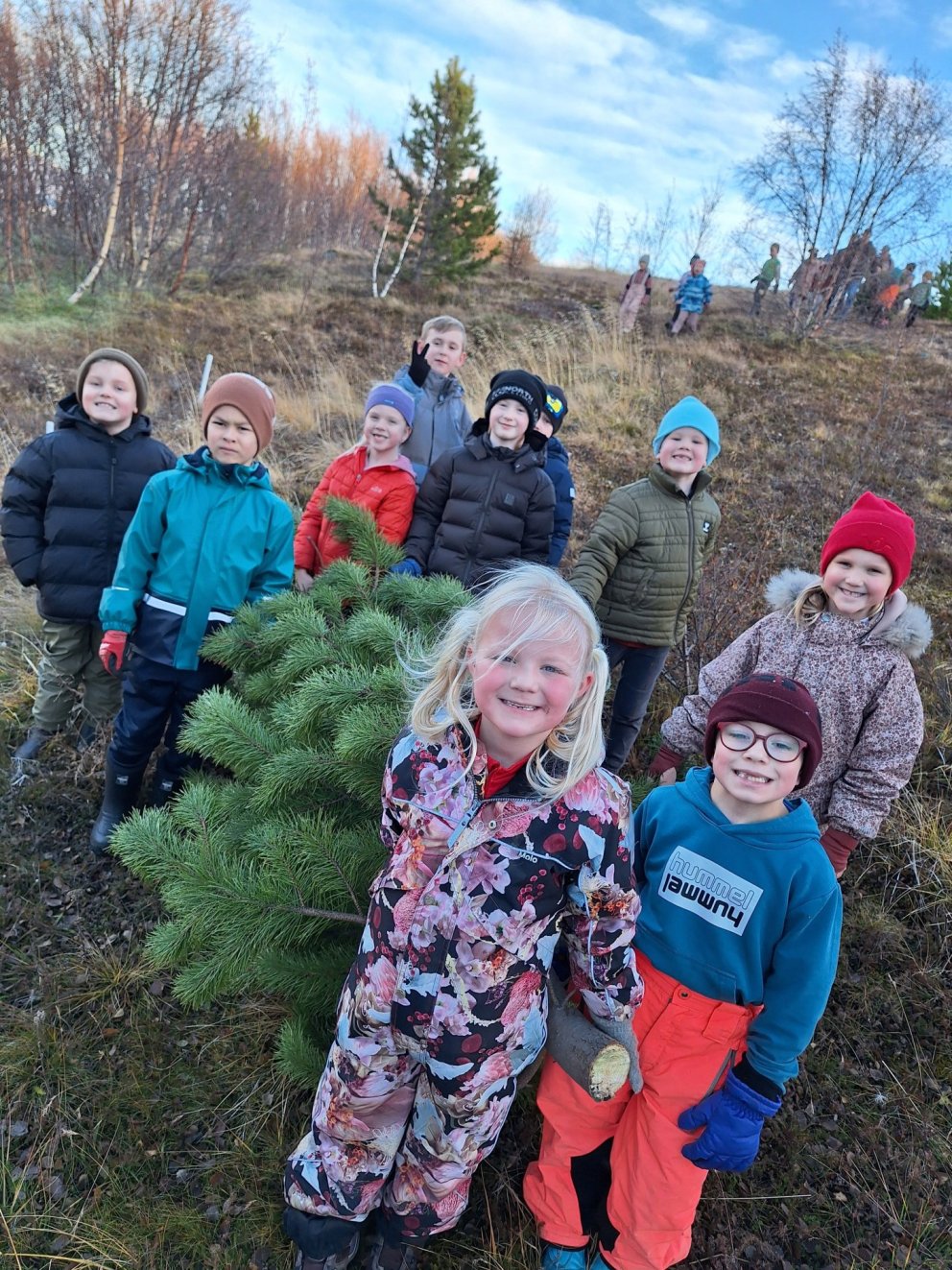 Jólatré sótt í Laugalandsskógi