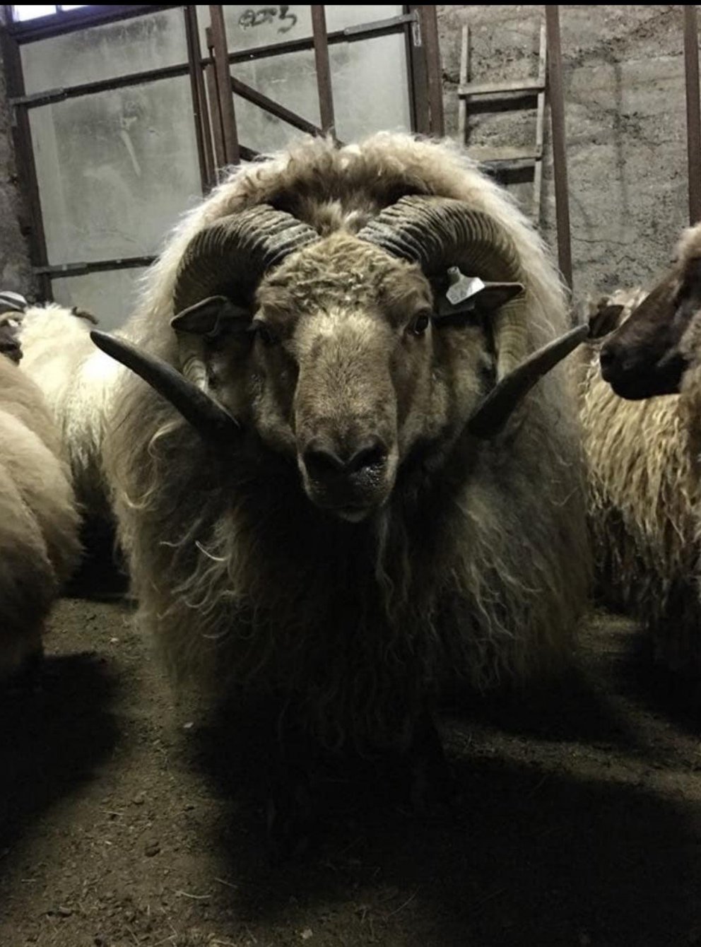 Fréttir frá nemendum