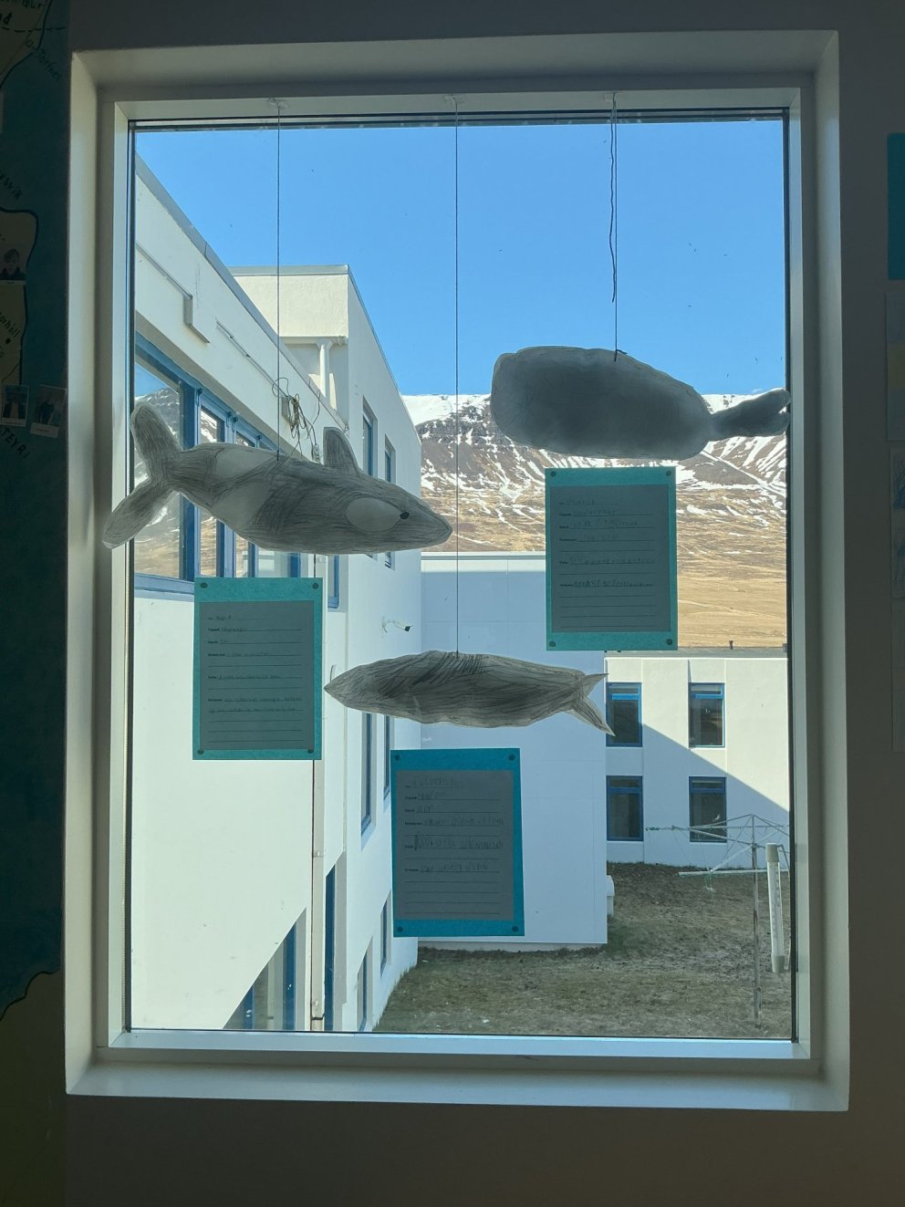 Hvalirnir mæta í skólann og á Húsavík