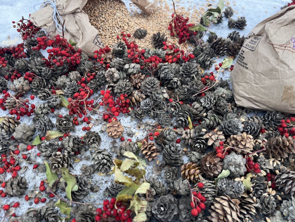 Munum eftir fuglunum