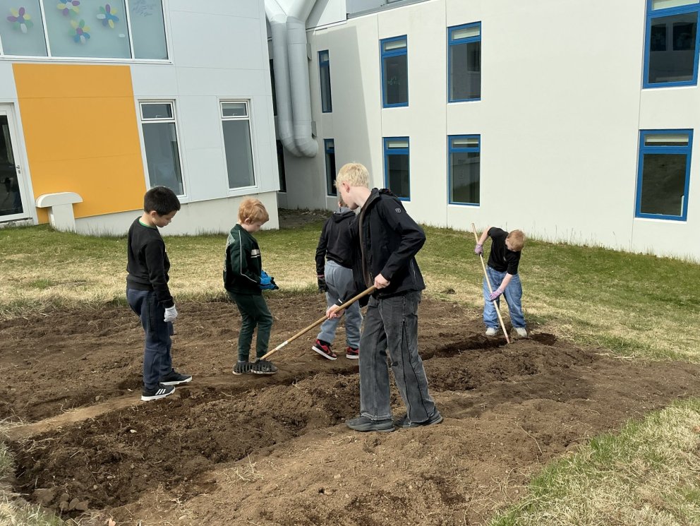 Unnið í kartöflugarðinum