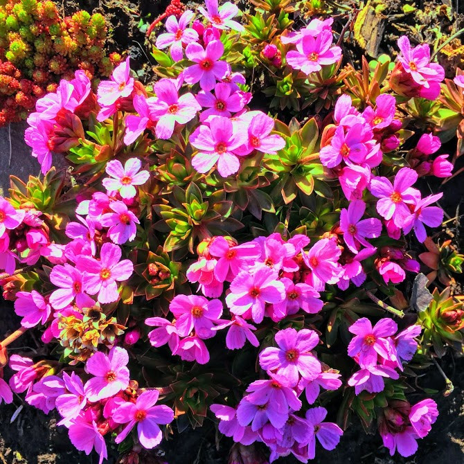 Skólabyrjun í Þelamerkuskóla