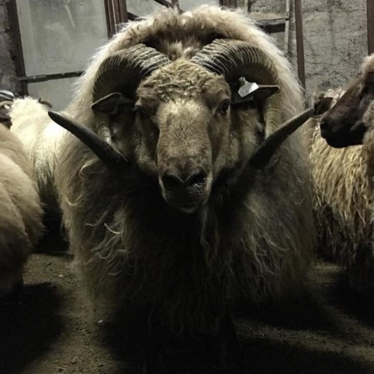 Fréttir frá nemendum