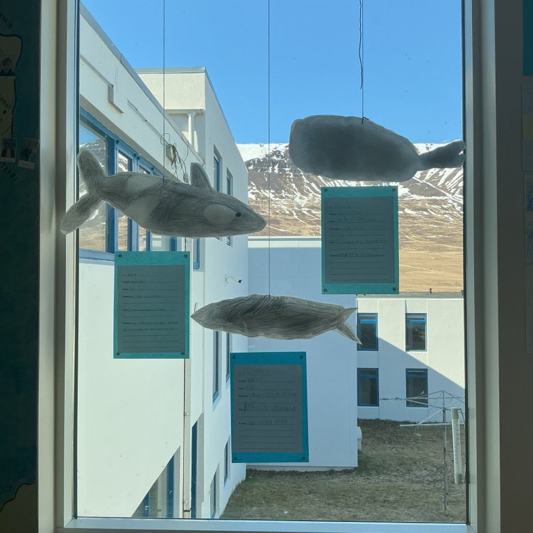 Hvalirnir mæta í skólann og á Húsavík