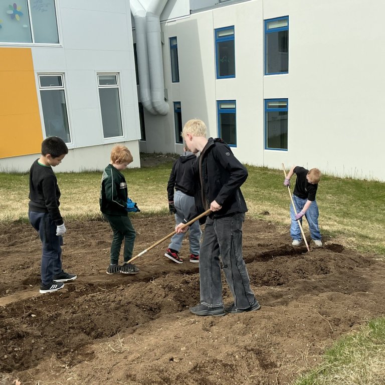 Unnið í kartöflugarðinum